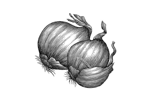 onions art 2